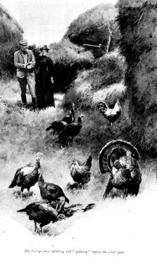 The Master of Pinsmead: the turkeys were strutting and "gobbling" before the silent pair, 1898. Creator: Unknown