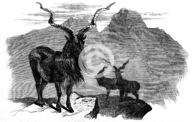 The Markore (Capra megaceros), 1858. Creator: Unknown.