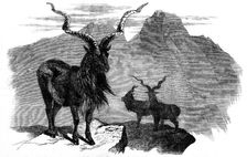 The Markore (Capra megaceros), 1858. Creator: Unknown