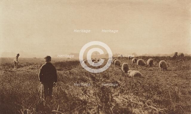 The Marshes in June, 1890-1891, printed 1893. Creator: Dr Peter Henry Emerson.