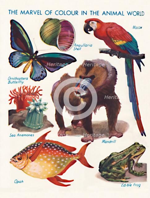 'The Marvel of Colour in the Animal World', 1935 . Artist: Unknown.