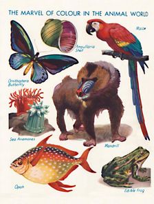 The Marvel of Colour in the Animal World 1935