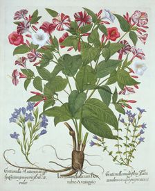 The Marvel of Peru and Two Varieties of Gentian, from Hortus Eystettensis by Basil Besler (1561