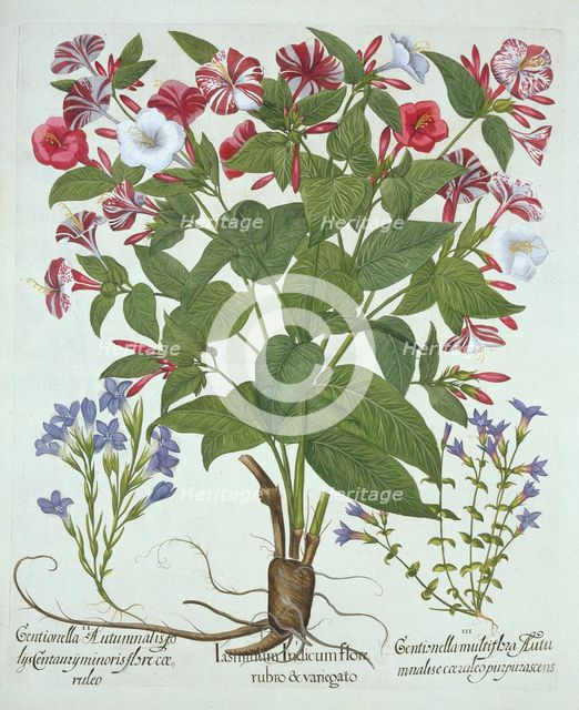 The 'Marvel of Peru' and Two Varieties of Gentian, from 'Hortus Eystettensis', by Basil Besler (1561