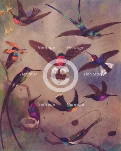 'The Marvellous Colour of Humming-Birds', 1935. Artist: Unknown.