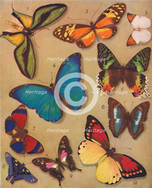 'The Marvellous Colour of the Butterflies', 1935. Artist: Unknown.