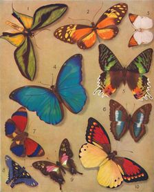 The Marvellous Colour of the Butterflies 1935