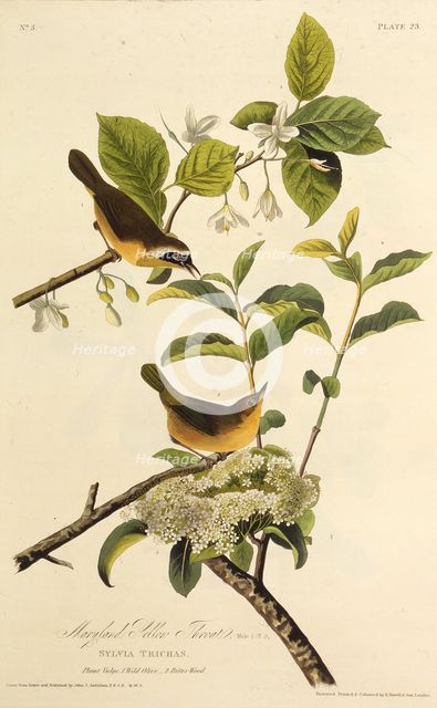 The Maryland Yellowthroat. From "The Birds of America", 1827-1838. Creator: Audubon, John James (1785-1851).