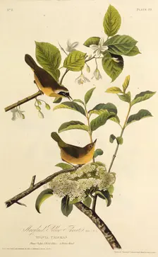 The Maryland Yellowthroat. From "The Birds of America", 1827-1838. Creator: Audubon, John James (1785-1851)