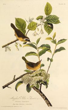 The Maryland Yellowthroat. From "The Birds of America", 1827-1838. Creator: Audubon, John James (1785-1851)