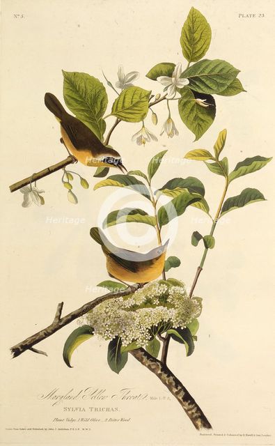 The Maryland Yellowthroat. From "The Birds of America", 1827-1838. Creator: Audubon, John James (1785-1851).