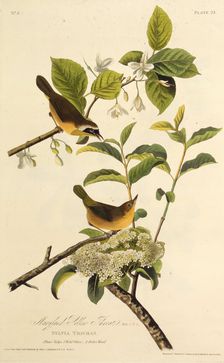The Maryland Yellowthroat. From "The Birds of America", 1827-1838. Creator: Audubon, John James (1785-1851)