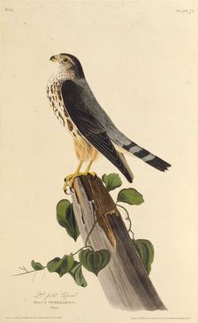 The merlin. From "The Birds of America", 1827-1838. Creator: Audubon, John James (1785-1851)