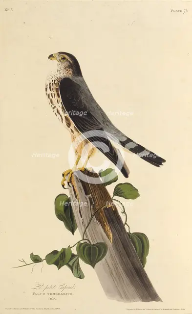 The merlin. From "The Birds of America", 1827-1838. Creator: Audubon, John James (1785-1851).