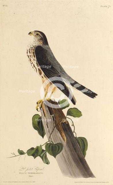 The merlin. From "The Birds of America", 1827-1838. Creator: Audubon, John James (1785-1851).