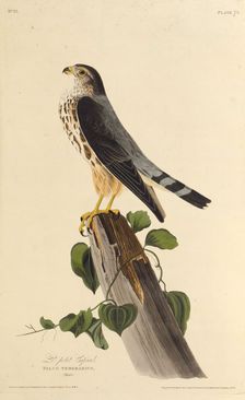 The merlin. From "The Birds of America", 1827-1838. Creator: Audubon, John James (1785-1851)