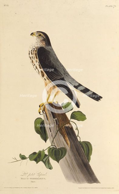The merlin. From "The Birds of America", 1827-1838. Creator: Audubon, John James (1785-1851).