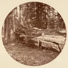 The Miners Cabin - Calaveras Grove, ca. 1878. Creator: Carleton Emmons Watkins