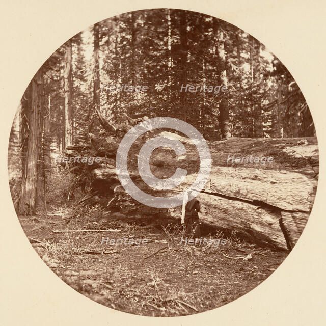 The Miners Cabin - Calaveras Grove, ca. 1878. Creator: Carleton Emmons Watkins.