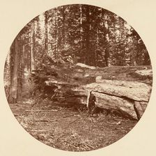 The Miners Cabin - Calaveras Grove, ca. 1878. Creator: Carleton Emmons Watkins