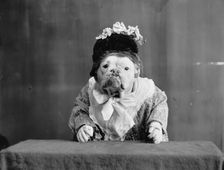 The Missis, c1905. Creator: Unknown