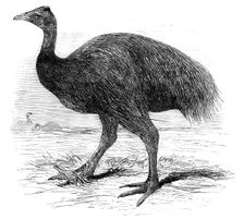 The Mooruk, in the Gardens of the Zoological Society, Regent's Park, 1858. Creator: Unknown