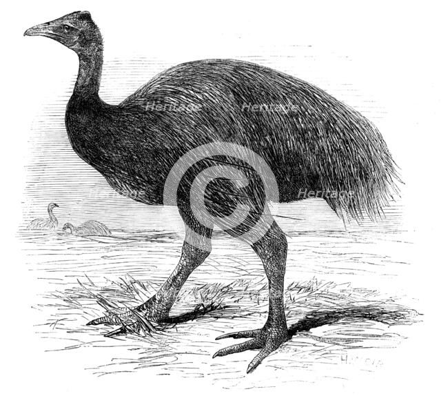 The Mooruk, in the Gardens of the Zoological Society, Regent's Park, 1858. Creator: Unknown.