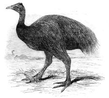 The Mooruk, in the Gardens of the Zoological Society, Regent's Park, 1858. Creator: Unknown