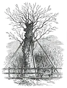 The Monmouth Ash, 1850. Creator: Unknown