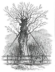 The Monmouth Ash, 1850. Creator: Unknown