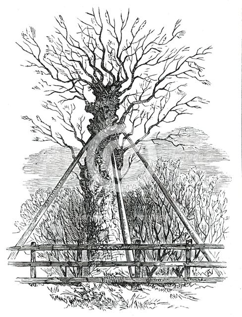 The Monmouth Ash, 1850. Creator: Unknown.