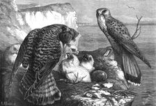 The months: June, 1871. Creator: Horace Harral