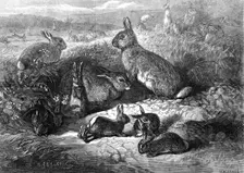The months: May, 1871. Creator: Horace Harral