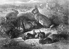 The months: May, 1871. Creator: Horace Harral