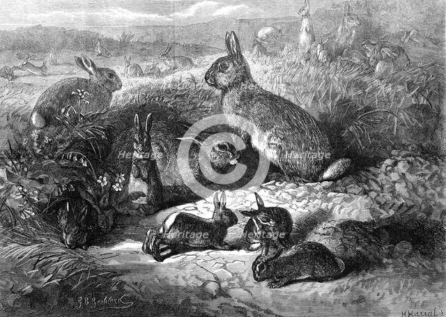 The months: May, 1871. Creator: Horace Harral.