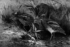 The Months: November, 1871. Creator: Horace Harral