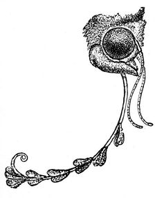 The moth Acontia luctuosa and orchid pollen, 1862