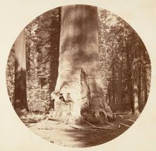 The Mother of the Forest - Calaveras Grove, ca. 1878. Creator: Carleton Emmons Watkins