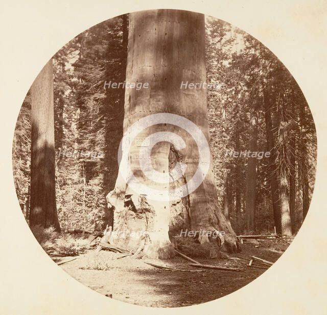 The Mother of the Forest - Calaveras Grove, ca. 1878. Creator: Carleton Emmons Watkins.