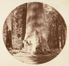 The Mother of the Forest - Calaveras Grove, ca. 1878. Creator: Carleton Emmons Watkins