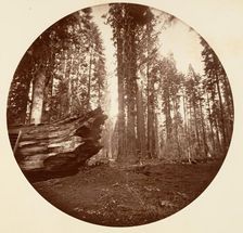 The Mother of the Forest From the Father of the Forest - Calavaras Grove, ca. 1878. Creator: Carleton Emmons Watkins