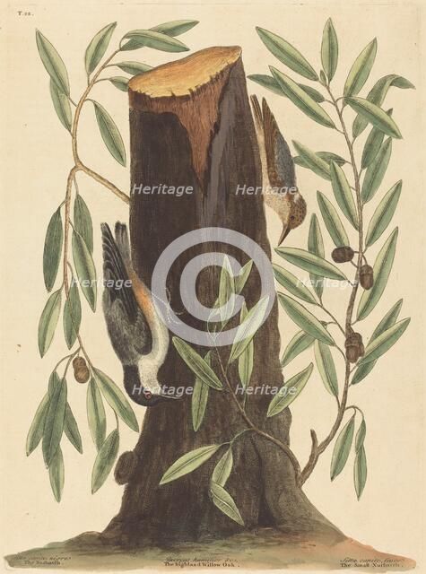 The Nuthatch (Sitta Europaea), published 1754. Creator: Mark Catesby.