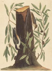 The Nuthatch (Sitta Europaea), published 1754. Creator: Mark Catesby