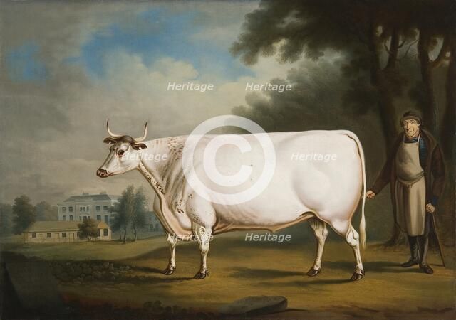 'The Nannau Ox', 1824. Artist: Daniel Clowes