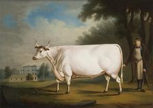 The Nannau Ox 1824. Artist: Daniel Clowes