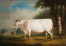 The Nannau Ox 1824. Creator: Daniel Clowes