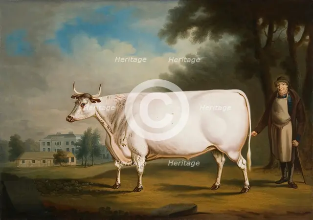 'The Nannau Ox', 1824. Creator: Daniel Clowes.