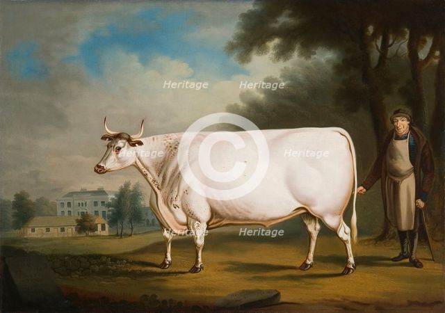 'The Nannau Ox', 1824. Creator: Daniel Clowes.