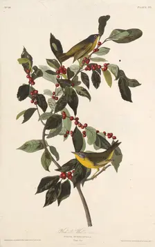 The Nashville warbler. From "The Birds of America", 1827-1838. Creator: Audubon, John James (1785-1851)