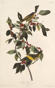 The Nashville warbler. From "The Birds of America", 1827-1838. Creator: Audubon, John James (1785-1851)
